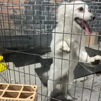 سگ پامر اشپیتز|سگ|اسلام‌شهر, شهرک واوان|دیوار