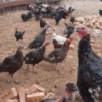 بوقلمون جوان و خروس مرندی وگردن لخت|حیوانات مزرعه|فیروزه, |دیوار