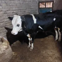 گوساله نر اصل