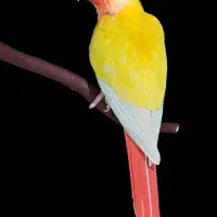 جوجه سرلاکی ردچیک و مونچیک
