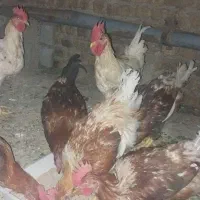خروس لوهمن جوان و جوجه لاری