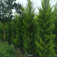 کاج لاوسون سرطلایی