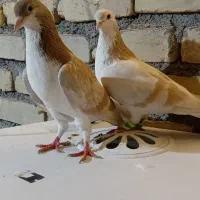 جفت ساده  هفترنگ