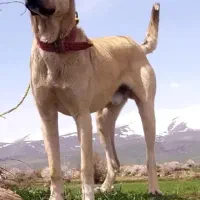 سگ سرابی اصیل