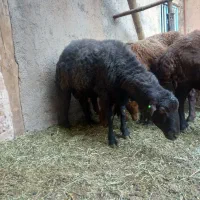 قوچ مشکی هترو به شرط آزمایش