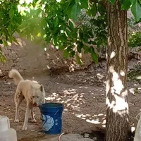 واگذاری سگ|سگ|همدان, |دیوار
