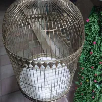 قفس پرنده|لوازم جانبی حیوانات|بندر انزلی, کارآموزی|دیوار