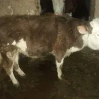 گوساله|حیوانات مزرعه|زنجانرود, |دیوار