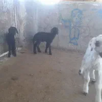 بره وبزغاله شیری|حیوانات مزرعه|تربت‌حیدریه, فردوسی جنوبی|دیوار