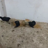 مرغ مرندی
