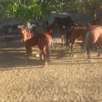 خرید و فروش اسب باری