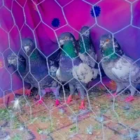 کفتر پاکستانی و چینا