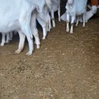 بزسانن|حیوانات مزرعه|زیویه, |دیوار