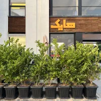 درختچه یاس هلندی ۲ متری ۲ت|خدمات باغبانی و درختکاری|تهران, شهرک استقلال|دیوار