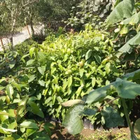 فروش نهال آووکادو