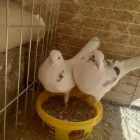 کبوتر پرشی|پرنده|اصفهان, بابوکان|دیوار
