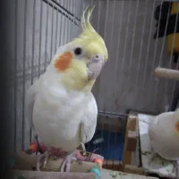 عروس هلندی جفت مولد