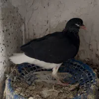جوجه شهری خوشرنگ سیاه واکسی گلدار