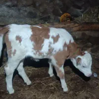 گاو سیمینتال با گوساله سیمینتال ماده