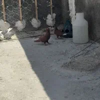 کبوتر پرشی