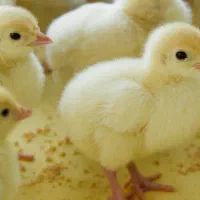 جوجه یک روزه بوقلمون بیوتی 6