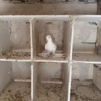 کفتر لوتی نر|پرنده|اهر, |دیوار