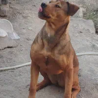 توله سگ نژاد پیت بول ماده