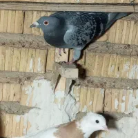 بنگی مسافتی