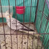 دو عدد عروس هلندی|پرنده|مهاجران, |دیوار