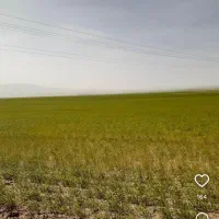 زمین کشاورزی ۳ هکتار روستای چلان سفلی