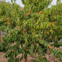 باغ 1000 متری در گنبدواز|فروش خانه و ویلا|مشهد, گنبدواز|دیوار