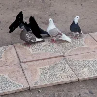 پشدار|پرنده|بم, |دیوار