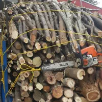 خرید درخت و باغ های چوب. صنوبر و میوه ی