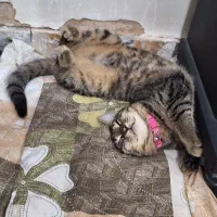 گربه  رایگان