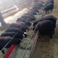 بره نرو ماده