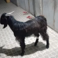 فروشی|حیوانات مزرعه|بمپور, |دیوار