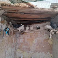 کفتر پرش سنگین