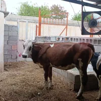 گوساله ماده سیمینتال اصل