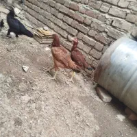 مرغ خروس جوجه