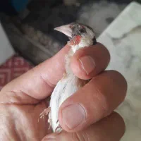 فروش سهره
