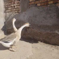 یک جفت قوغاز|حیوانات مزرعه|اردبیل, |دیوار