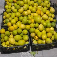 کارگرساده میوه فروشی