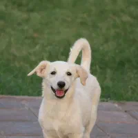 سگ ماده واکسن خورده شناسنامه دار|سگ|کاشان, مدرس|دیوار