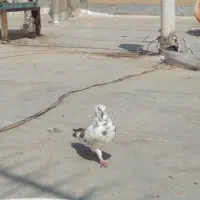 کفتر