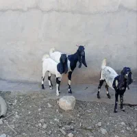 بز پاکستانی