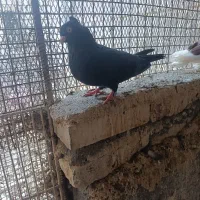 زاغ چشم نوک نر مست|پرنده|رودان, |دیوار