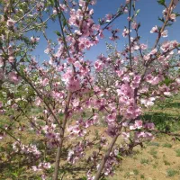 42 هکتار زمین سرحد اقلید|فروش دفتر صنعتی، کشاورزی، تجاری|حسن آباد, |دیوار