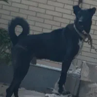 سگ سرابی اصیل نگهبان سفت وسخت کله خراب
