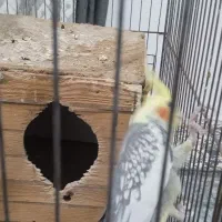 عروس هلندی|پرنده|سنگدوین, |دیوار