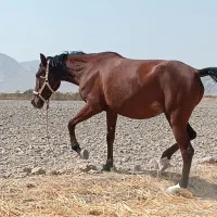 مادیان سه سال